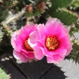 Perennial Cactus