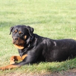 Shelby - Badger Ridge dog