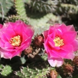 Perennial Cactus